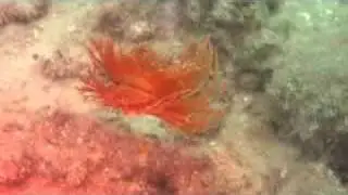 Limaria hirasei ,ウスユキミノ,oumijima