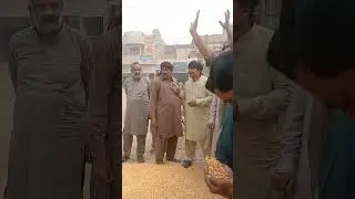 Maize rate today | Makai ka AJ ka rate | ghalla Mandi sahiwal