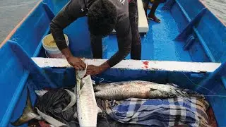 King fishing method And techniques USING Live Ribbon FISH BAITS