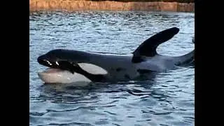 Dine with Shamu: SeaWorld Orlando 2003 - Unforgettable Dining Experience!
