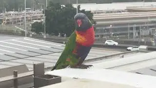 Australian Rainbow Lorikeet in Brisbane 