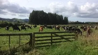One year without milk quotas: views from around the world