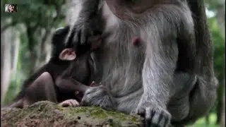 OH NO!What's mum doing on newborn baby timo?,Adorable Timo action every interesting so well