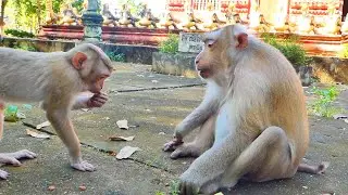 Awesomely Monkey Rozy....Looking Sweetly With Her Last Son Rockstar