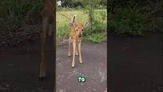 Helping the Poor Little Fawn.#rescue #animals #animalrescue #rescueanimals #fawn #fawns #fawnrescue