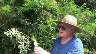 Elderberry Bushes Rooting New Plants in July