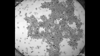 Hyunseok Lee: Topological landscapes for living matter