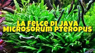LA FELCE DI JAVA - MICROSORUM PTEROPUS