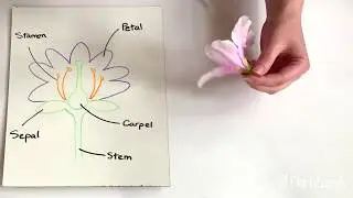 Nature Experience: Flower Dissection