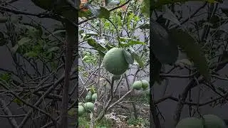 grapefruit tree | c&acirc;y bưởi VN