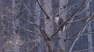 Mountain Hawk-eagle in Japan (Nisaetus nipalensis)