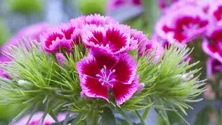 Selecta Cut Flowers - Dianthus week Colombia 2021