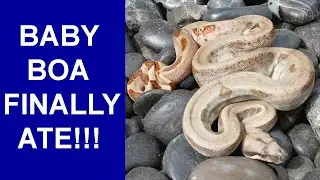Baby Pearl Island Boa Baby Finally Ate!