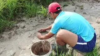 Catching fish on rice field