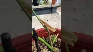 philodendron sharoniae new leaf