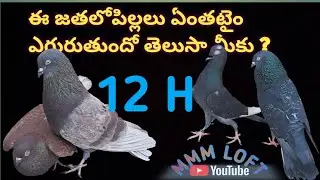 ఈ పావురం యొక్క టైమింగ్ తెలుసుకోవాలని ఉందా ఐతే వీడియో చుడండి ? మాస్ మహరాజ్ మధు @Mass_Maharaj_Madhu