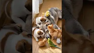 Heartwarming Dog and His Adorable Pet Family Moments 🐶❤️🐾