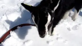 Goat Walking 016