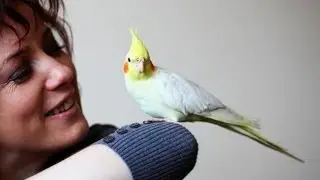 Do Birds Cause Allergies? | Pet Bird