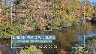 🎥 📺 LIVE: &ldquo;NATURE WATCH | January Edition&rdquo; &mdash; Deep Winter Calm at Charlotte Pond ❄️🦆🕊️