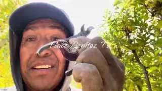COSECHANDO MANZANA PINK LADY