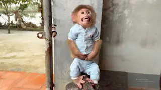 OMG 😱 Monkey David has a strange behavior