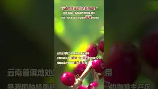 Hongkong&lsquo;s ICAC Caf&eacute; uses Pu&rsquo;er coffee