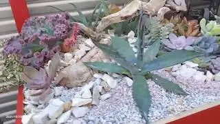 My First raised bed succulent Tapestry(Laura Eubanks inspired)