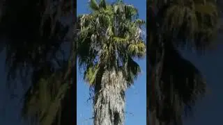 Old Palm Trees in different  county's of California