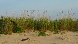 BeachGrass