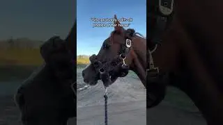 😏😏 #horse #horses #pony #rider #riding #equestrian #horseriding #cheval #pferde #hest #funnny #fun