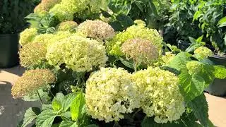 Hydrangea Invincibelle® Limetta® & Wee White® //⭐2 Hardy & RELIABLE Native Varieties!