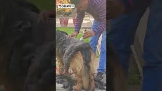 Contact for dog hair cut #doghappy #doghaircut #dogbreed #doggroomingtips #grooming #doglover