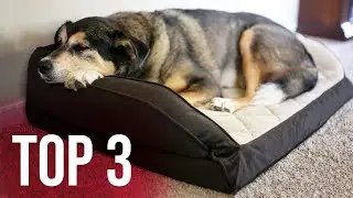 TOP 3 : Meilleur Lit Orthopédique Chien 2023