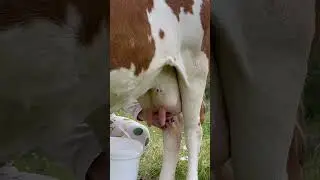 milking 🥛 #animals #nature #cow