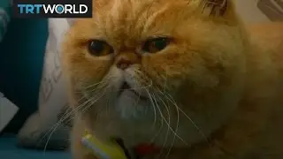Money Talks: Growing market for pet wearables