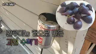 과일작대기 / 과일 수확기 / 높은곳 과일 편하게 수확하는 방법
