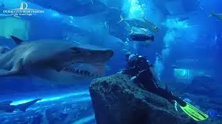 Scuba Diving Dubai | Dive Into a World of Blue & Underwater Wonder
