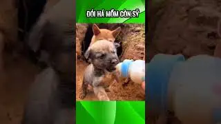 Đ&oacute;i h&aacute; mồm c&ograve;n sỹ #funnyvideo #funny #funnyanimals #dog #dogs #vnet