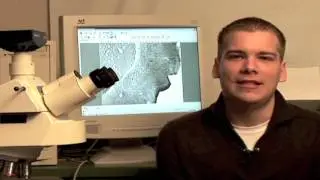 Josh Morganti - Research in Taste Receptors in Rat Brains (2010)