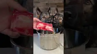 Bone Broth For Dogs Recipe