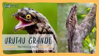 EL PAJARO FANTASMA: El Urutaú