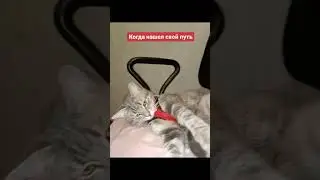 а ваш путь какой? #shortscats #cat #юмор #приколы #tiktok #смех_до_слез