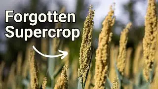 The Forgotten Supercrop That Outsmarted Corn &mdash; And Could Save Our Future!