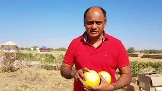 Citrullus colocynthis (Bitter apple) - Ayurvedic properties, Medicinal uses & Health benefits