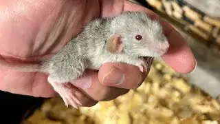 Update on rat colonies and breeding set up. #rats #rodents #ratcare #ratbreeding #rodentbreeding