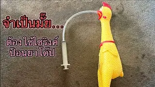 ป้อนยาโด๊ปไก่จำเป็นมั้ยต้องใช้ไซริงค์(ตอบคำถามFC) #พี่ล่ำไก่ชนEP76#WAYofPLUM#วิถีพี่ล่ำ#ปสุชาดาฟาร์ม