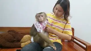 Nui's family returned home to visit their grandpar   Monkey Baby Nui flipped