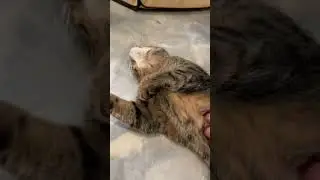 Video of adoptable pet named Rascal