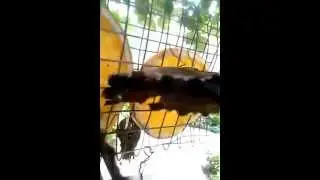 Butterflies eating Orange Slices